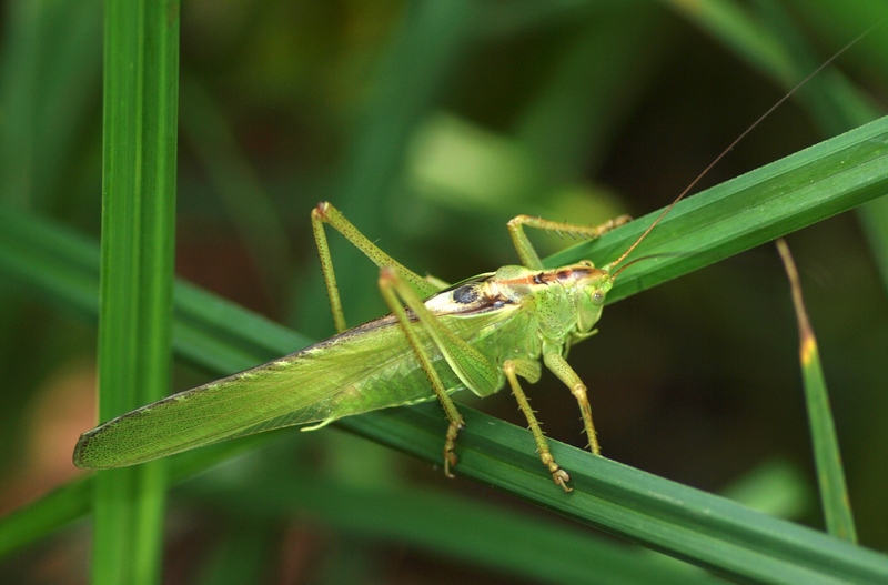 tettigonia